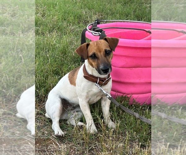Medium Photo #16  Breeder Profile in BELLVILLE, TX, USA