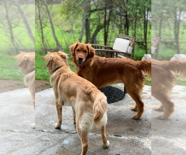 Medium Photo #33  Breeder Profile in BLUE SPRINGS, MO, USA