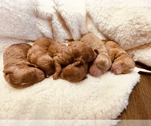 Medium Photo #1  Breeder Profile in CEDAR CITY, UT, USA