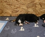 Small #4 Breeder Profile image
