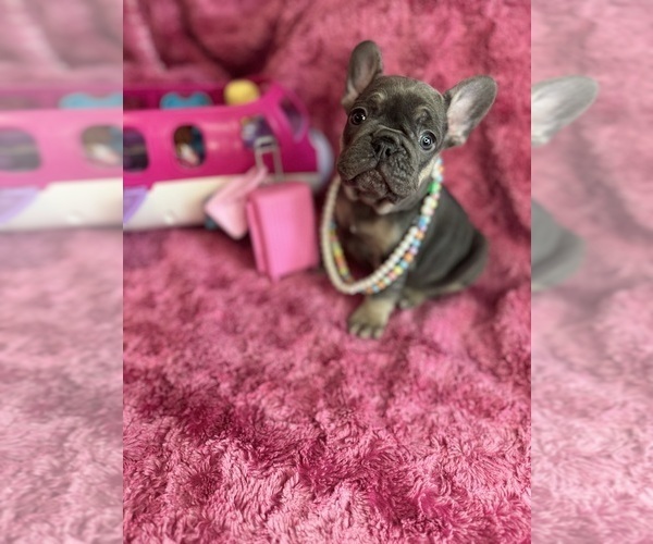 Medium Photo #37  Breeder Profile in JEFFERSONVILLE, IN, USA