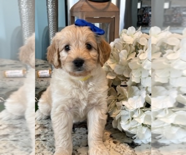 Medium Photo #12  Breeder Profile in AURORA, IL, USA
