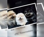 Small breeder photo