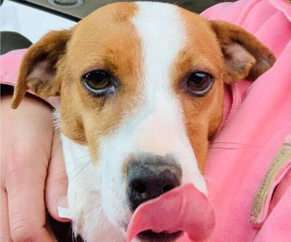 Medium Photo #9  Breeder Profile in KINGSVILLE, MO, USA