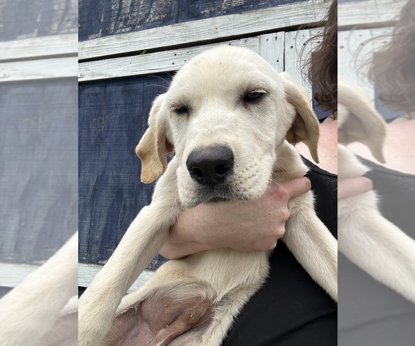 Medium Photo #1  Breeder Profile in LAKELAND, FL, USA