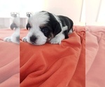 Small #49 Breeder Profile image