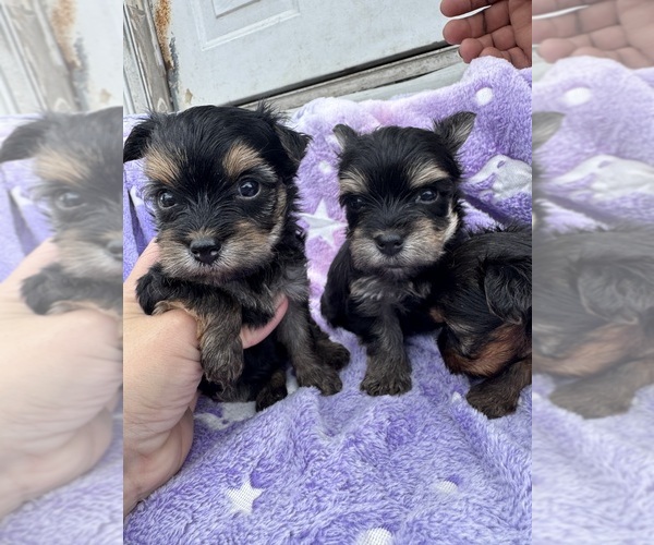 Medium Photo #18  Breeder Profile in DENHAM SPRINGS, LA, USA