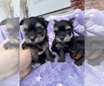 Small #17 Breeder Profile image