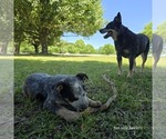 Small #22 Breeder Profile image