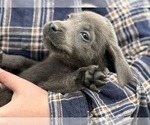 Small #6 Breeder Profile image