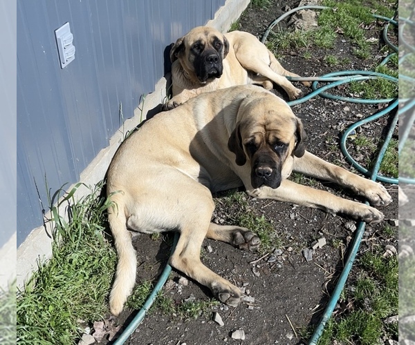 Medium Photo #1  Breeder Profile in WISTER, OK, USA