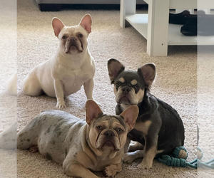 French Bulldog Dog Breeder in THORNTON,  USA