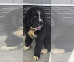 Small #3 Breeder Profile image