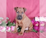 Small #4 Breeder Profile image