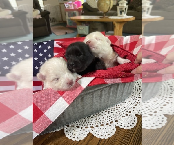 Medium Photo #1  Breeder Profile in ROCHESTER, NY, USA