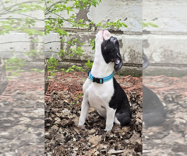 Medium Photo #1  Breeder Profile in BERRIEN SPRGS, MI, USA