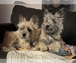 Small #33 Breeder Profile image