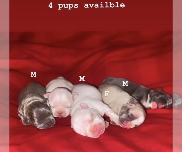 Medium Photo #1  Breeder Profile in FORDS, NJ, USA