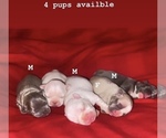 Small breeder photo