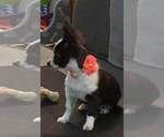 Small #93 Breeder Profile image