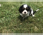 Small Photo #14  Breeder Profile in PARKERS LAKE, KY, USA