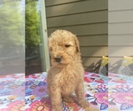 Small #3 Breeder Profile image