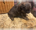 Small #8 Breeder Profile image