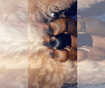 Small #13 Breeder Profile image