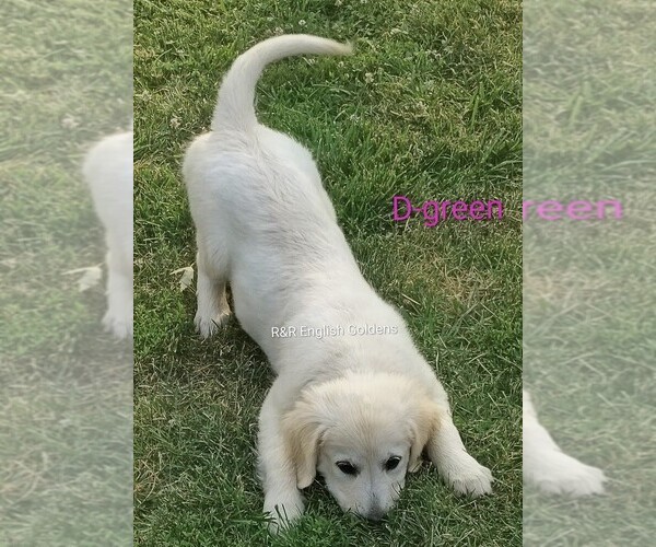 Medium Photo #13  Breeder Profile in BROWNSTOWN, MI, USA