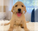 Small #1 Breeder Profile image