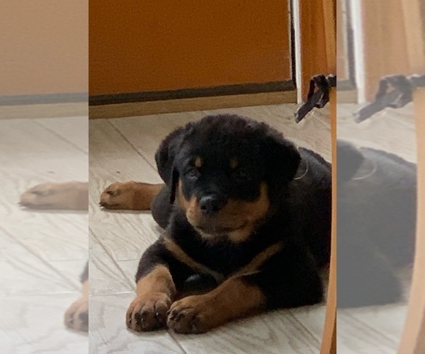 Medium Photo #1  Breeder Profile in ASSONET, MA, USA