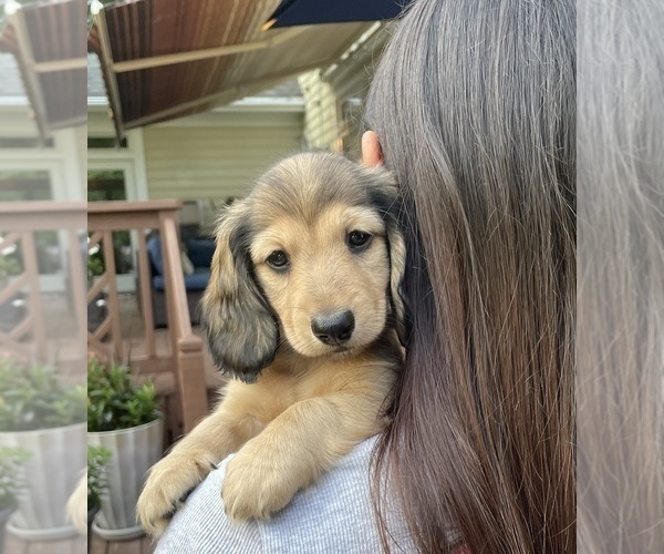 Medium Photo #2  Breeder Profile in LANEXA, VA, USA