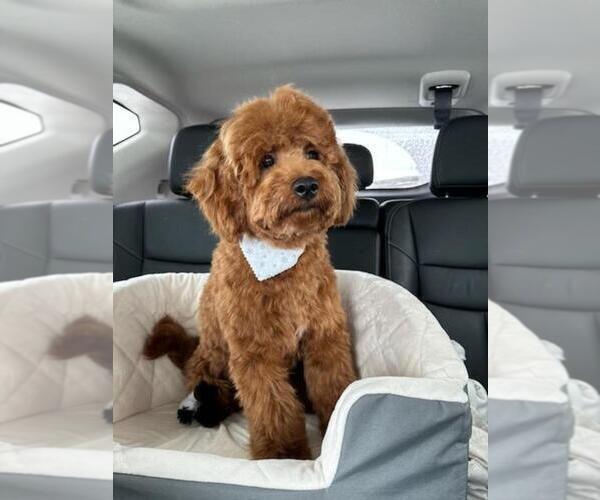 Medium Photo #10  Breeder Profile in GRAND RAPIDS, MI, USA