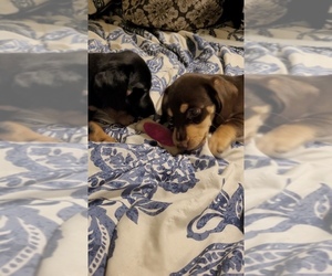 Dachshund-Jack Russell Terrier Mix Dog Breeder near AVON PARK, FL, USA