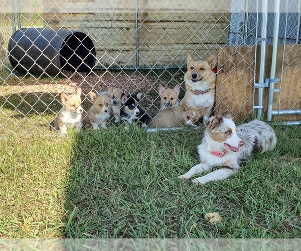 Medium Photo #1  Breeder Profile in WILLS POINT, TX, USA