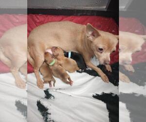 Chihuahua Dog Breeder in MANCHESTER,  USA