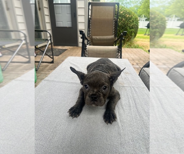 Medium Photo #6  Breeder Profile in FORT WAYNE, IN, USA