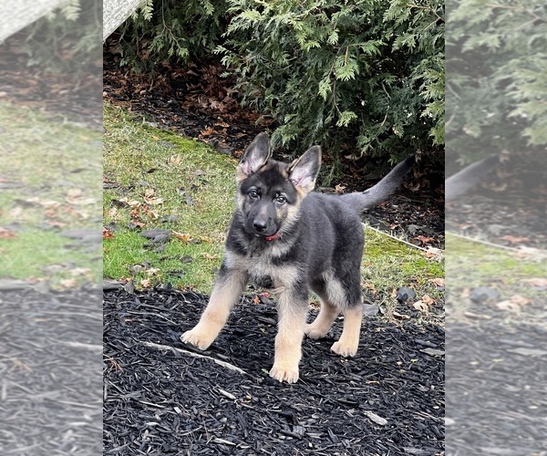 Medium Photo #1  Breeder Profile in CUYAHOGA FALLS, OH, USA