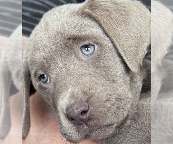 Medium Photo #15  Breeder Profile in DELEVAN, NY, USA
