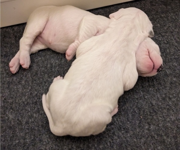 Medium Photo #1  Breeder Profile in PAUMA VALLEY, CA, USA