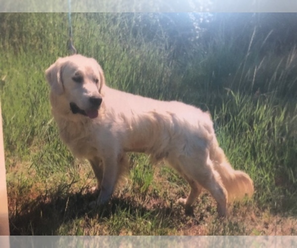 Medium Photo #8  Breeder Profile in COLVILLE, WA, USA