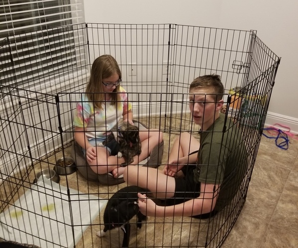 Medium Photo #1  Breeder Profile in MELBOURNE, FL, USA