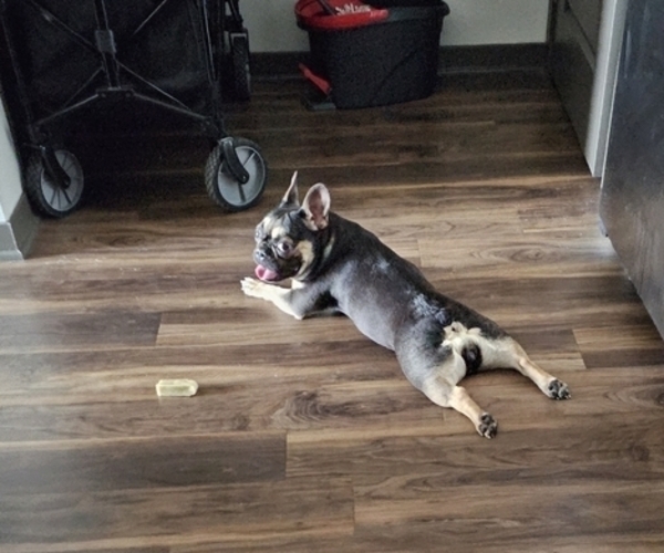 Medium Photo #17  Breeder Profile in BLAKESBURG, IA, USA