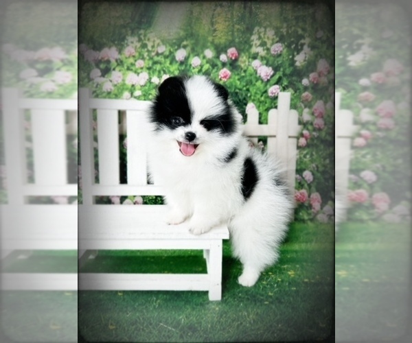 Medium Photo #17  Breeder Profile in BLANCHARD, OK, USA