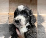 Small breeder photo
