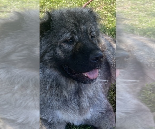 Medium Photo #6  Breeder Profile in TWINING, MI, USA