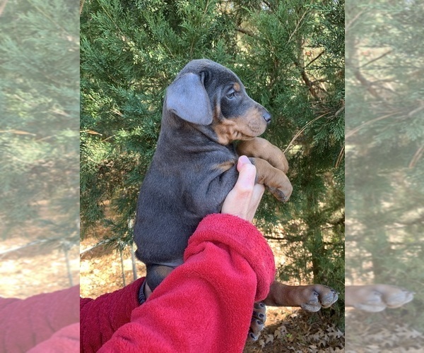 Medium Photo #47  Breeder Profile in LIVINGSTON, LA, USA