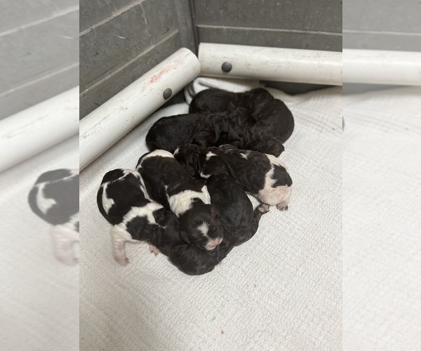 Medium Photo #1  Breeder Profile in HARRIMAN, TN, USA