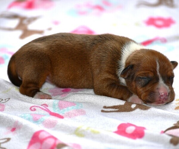 Medium Photo #7  Breeder Profile in PETERSBURG, PA, USA