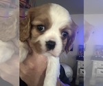 Small Photo #11  Breeder Profile in WAXAHACHIE, TX, USA
